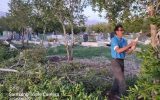 درختان آرامستان شهر بستک توسط شهروندان دلسوز بستکی هرس شد